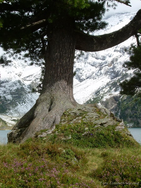 Baum In Der Schweiz